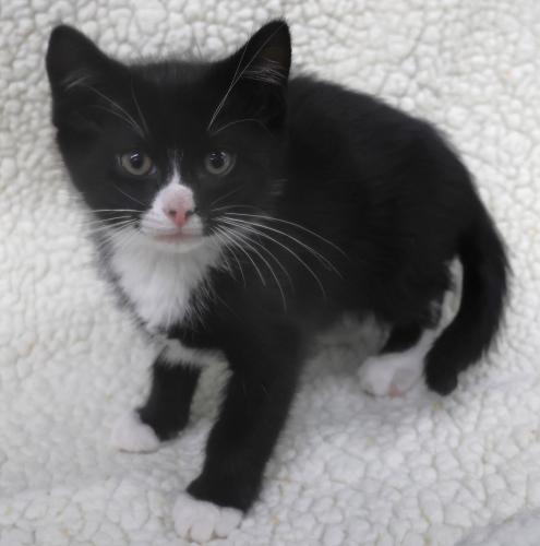 Sed, a cat for adoption from Pennington County Humane Society