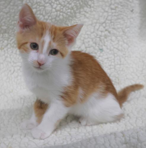 Sunnie, a cat for adoption from Pennington County Humane Society