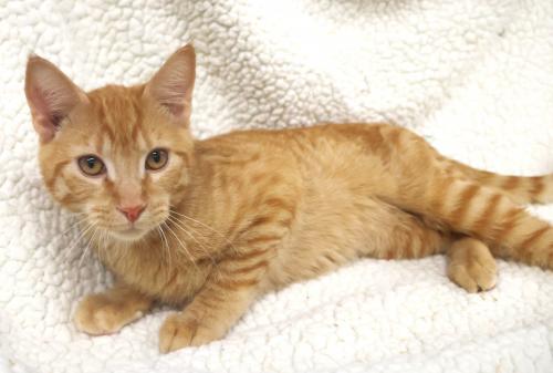Sunshine, Domestic Short Hair