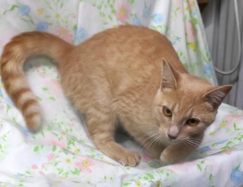 Juniper, Domestic Short Hair