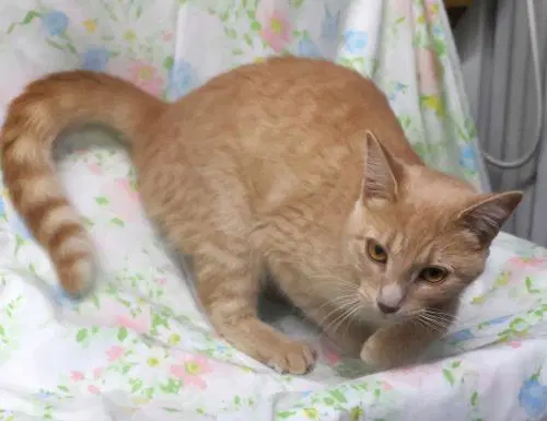 Linzy - Domestic Short Hair