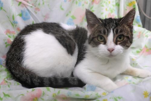 Orson, a cat for adoption from Pennington County Humane Society