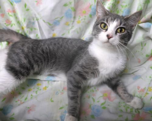 Orleans, Domestic Short Hair