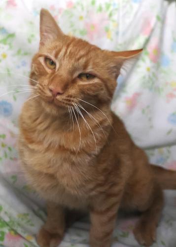 Jester, Domestic Short Hair