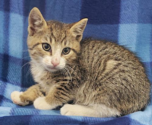Rory, a cat for adoption from Pennington County Humane Society