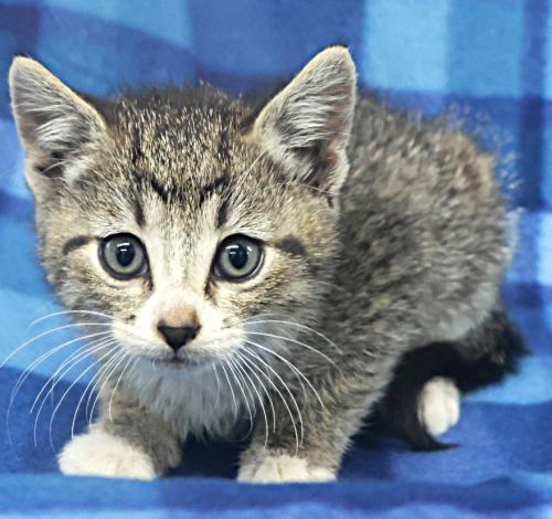 Rawri, a cat for adoption from Pennington County Humane Society