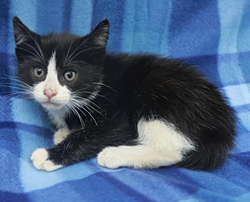 Rin, a cat for adoption from Pennington County Humane Society
