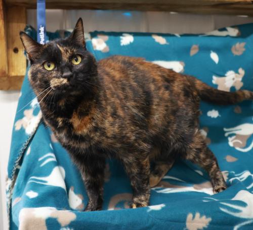 Jackie Lantern, a cat for adoption from Pennington County Humane Society