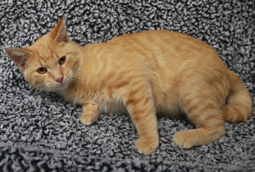 Oscar, a cat for adoption from Pennington County Humane Society