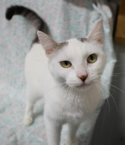 Jemma, a cat for adoption from Pennington County Humane Society