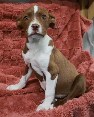 Cypress - Pit Bull Terrier