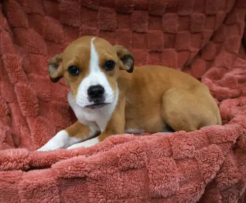 Cricket - Pit Bull Terrier