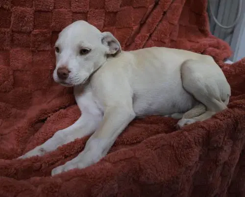 Cloud - Pit Bull Terrier