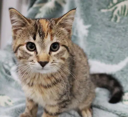 Bobbi - Domestic Short Hair