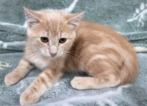 Buff - Domestic Short Hair