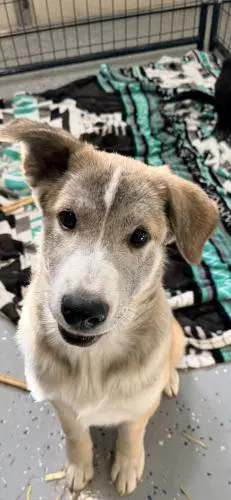 River - German Shepherd Dog