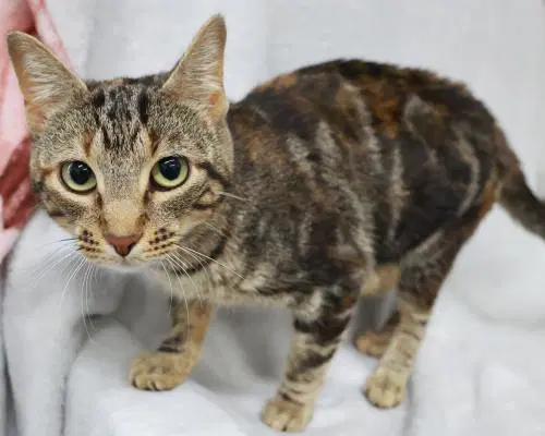 Brownie - Domestic Short Hair