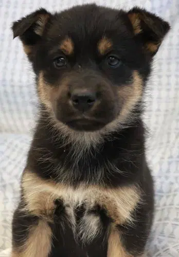 Mavi - Shepherd