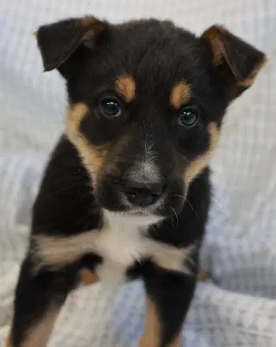 Marn - German Shepherd Dog