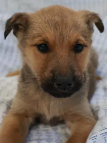Mako - Shepherd