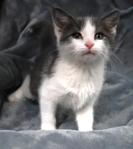 Chance - Domestic Short Hair
