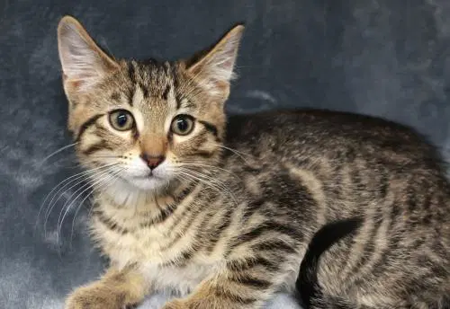 Raphie - Domestic Short Hair