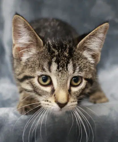 Bug - Domestic Short Hair