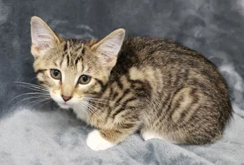 Butter - Domestic Short Hair