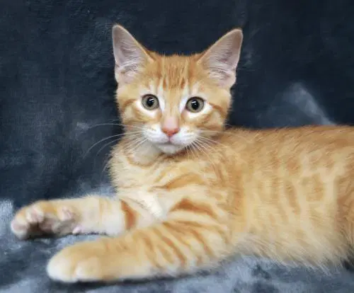 Bumble - Domestic Short Hair