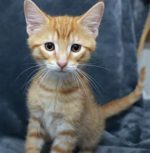 Beetle - Domestic Short Hair