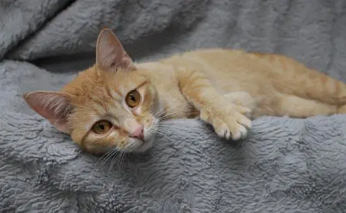 Wumpy - Domestic Short Hair