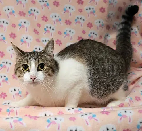Spot - Domestic Short Hair