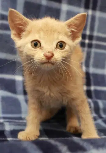 Jilly - Domestic Short Hair