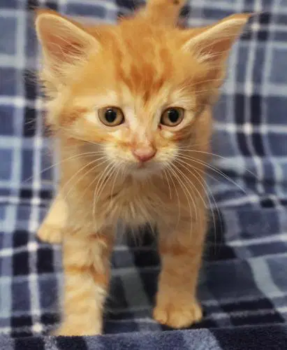 Joey - Domestic Short Hair