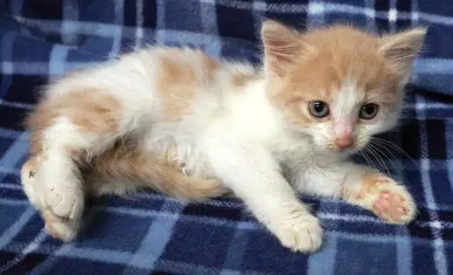 Jiggy - Domestic Short Hair