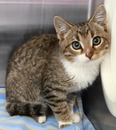 Zinc - Domestic Short Hair