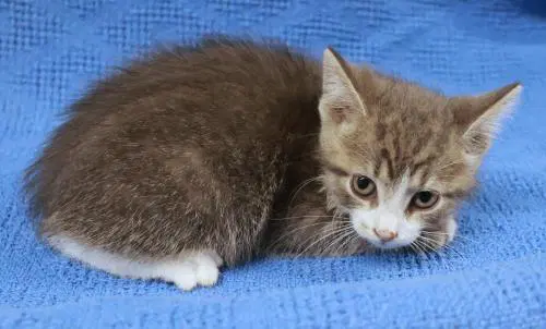 Sprig - Domestic Short Hair