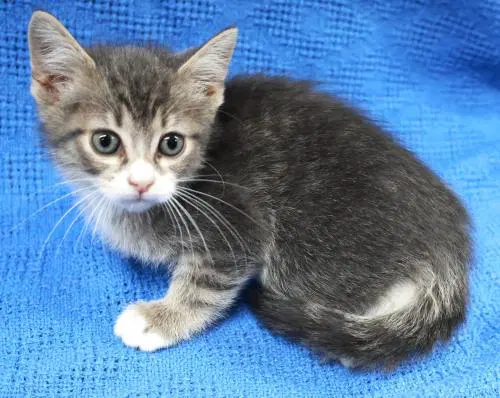 Swirl - Domestic Short Hair