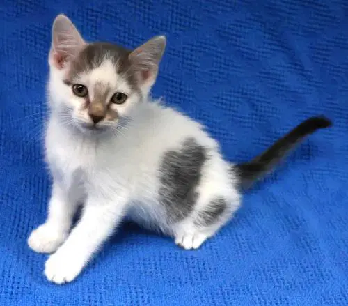 Spackle - Domestic Short Hair