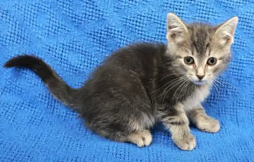 Scribble - Domestic Short Hair