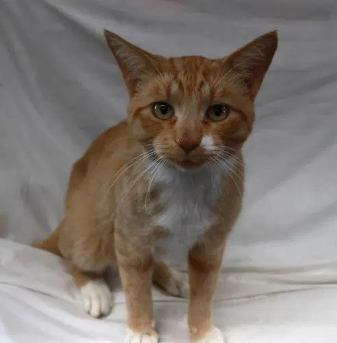Skipper - Domestic Short Hair