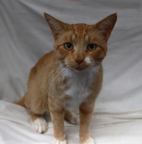 Skipper