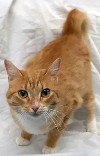 Raelyn - Domestic Short Hair