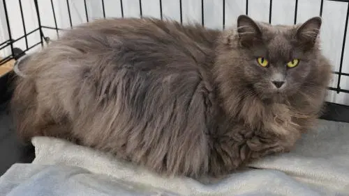 Budda - Domestic Long Hair