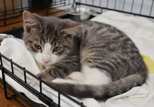 Sitnik - Domestic Short Hair