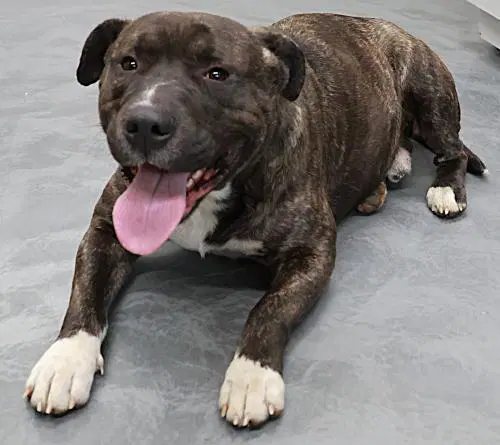 Booyyy - Pit Bull Terrier