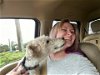 Zoey Fox Terrier