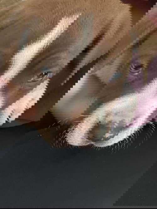 Gator - Puppy