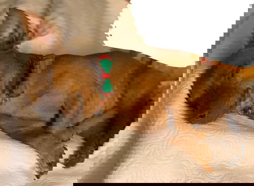 Wally Dacshund