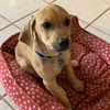 Sheldon (now Dexter)
